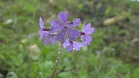 絶滅が心配される「サクラソウ」を岡山・蒜山高原で観察 自生地の保全に大切なことは?
