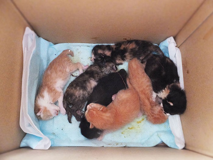 トラたち発見時。すでに冷たくなっている子も(由美さん提供)