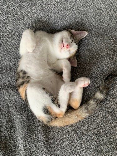 家族をおとす悩殺ポーズ(優香さん提供)