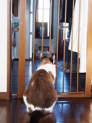 まだ食い意地が張っているので、キッチンは出入り禁止