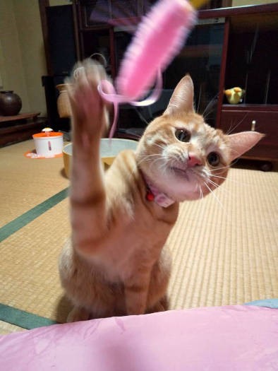 猫じゃらしにもテンションが上がるよ!