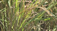 全国で徐々に広がるコメの「再生二期作」 1度の田植えで2度収穫 岡山・美作市