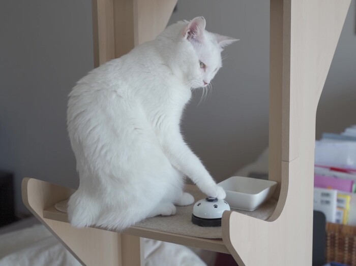 「チン、チーン」(鳴らせたら、1~2粒のフード)賢そうなお顔ですね(吉田さん提供)