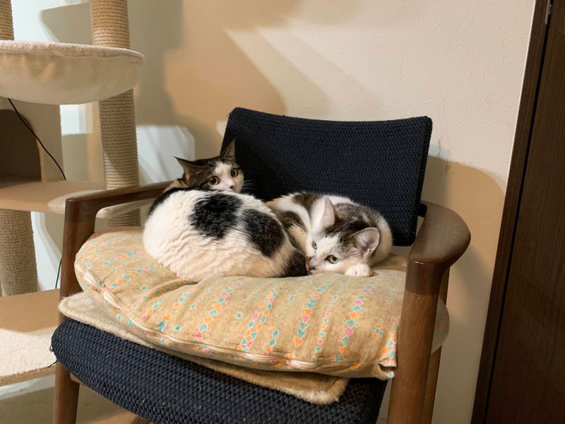 猫たちは授乳クッションを気に入っている(えりさん提供)