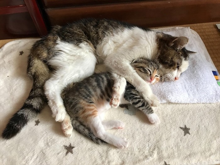 奇跡の26歳 ピーちゃん、初めての子育て(藤藪みさ子撮影、「猫にひろわれた話」より、辰巳出版提供)