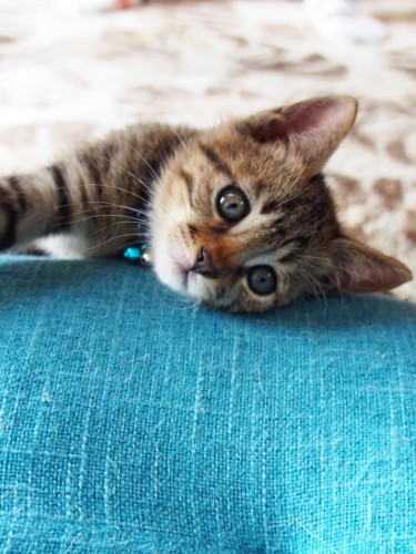 ちびた時代。まだ、瞳はキトンブルーの灰青色