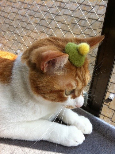 フェルトの帽子でおめかし(Yさん提供)