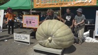 500kg超の巨大なカボチャも 香川・小豆島でカボチャの重さ日本一が決定!