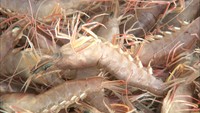 新鮮な魚介類などを販売!市場を特別開放 高松市