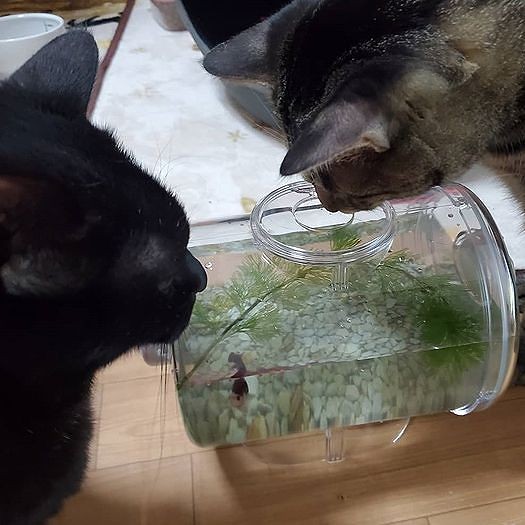 最近、保護魚(ベタ)が仲間入りしました