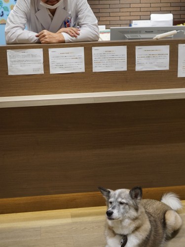 診察を終え、受付からふくに声かけする院長先生