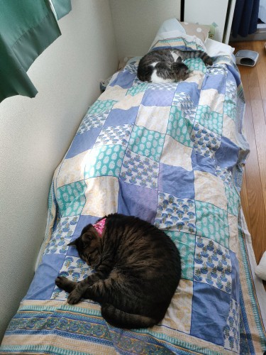 共に暮らして1年半。トラ(手前)とモンジはつかず離れずよい距離感。もっと近づいて寝ることもあるそうです(Nさん提供)