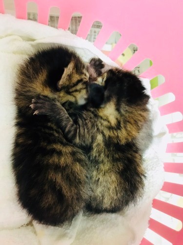 2匹でぎゅーっ!子猫を預かった日本動物愛護協会の職員は、愛犬を亡くしたばかりだったが、子猫のお世話で「家に活気が戻った」という。寝ずに育て、たい平さんにバトンを渡した(日本動物愛護協会提供)