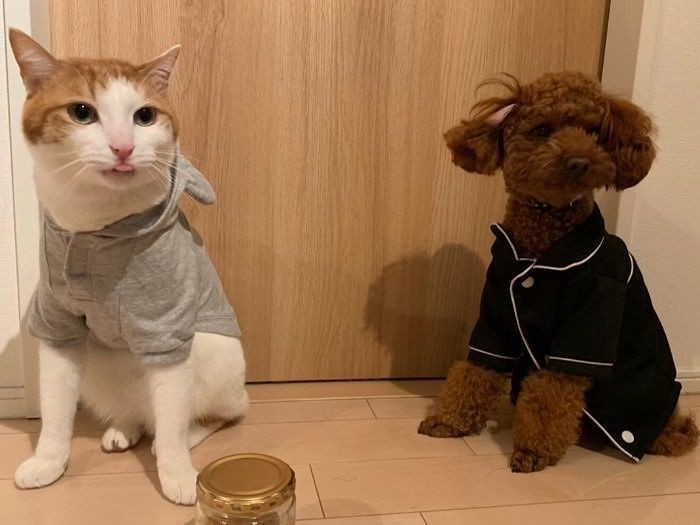 「寝る時はパジャマを着る」「はい」