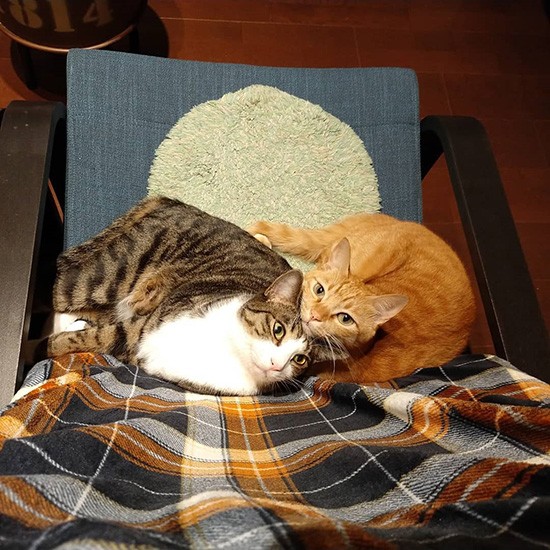 すいくんと買ったばかりの椅子を占拠