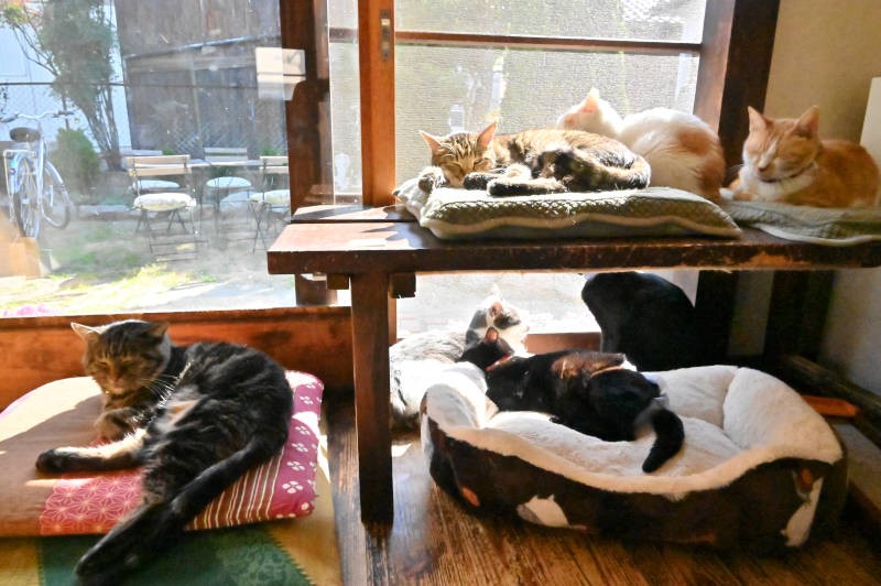 風通しと日当たりの良い窓辺がお気に入り