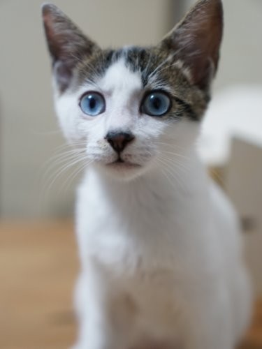 はじめの頃は鳴けなかったごまもち。8月末にニャー、9月になるとニャオーンと鳴けるように。「はっ、自転車の音、愛美かな」