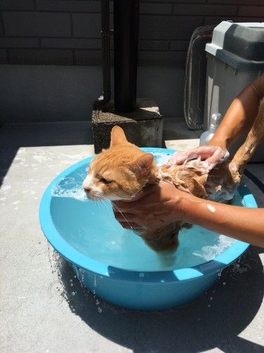 入浴好きなかんぺいちゃん「かいーの、よく洗ってね」(美香さん提供)