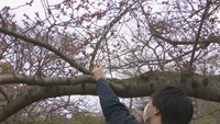 開花確認でハプニングも…高松市で桜の開花宣言 1週間から10日ほどで満開になる見通し