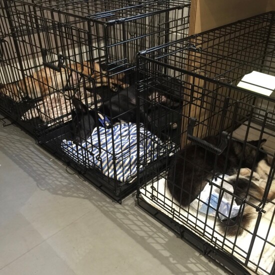 左からドー、シャー、チョコ。預かり犬たちのケージを3台並べていた