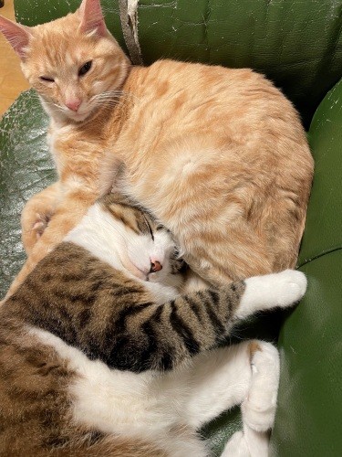 ジャッキーを包み込むきなこ