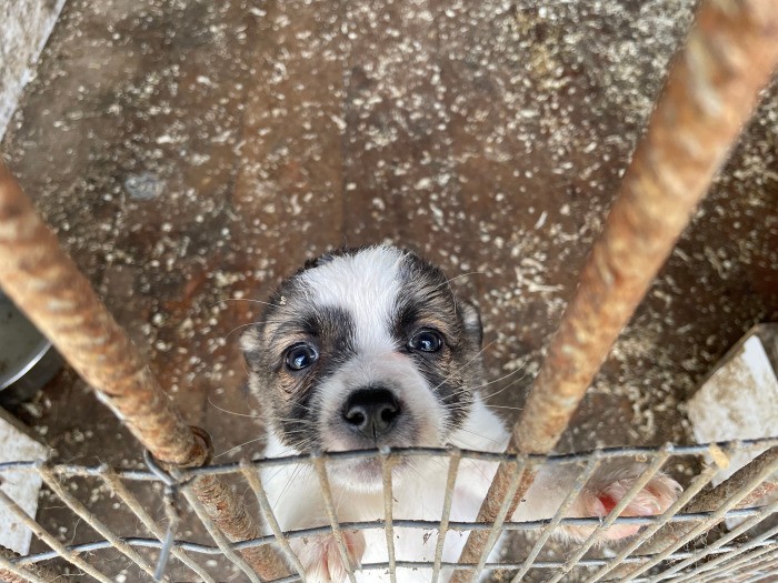 子犬たちも必死だ