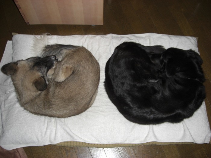 相似形。ろく(右)が旅立った後、ふくも悲しんだ(郡さん提供)