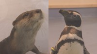 カワウソやペンギンが間近に 海や川の生き物を見てふれて楽しめる「大水族園」が開催中 コンベックス岡山