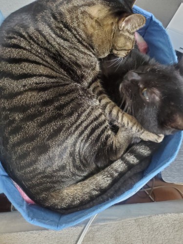 イヌオちゃんがつぶれそう(よくレスキューします)