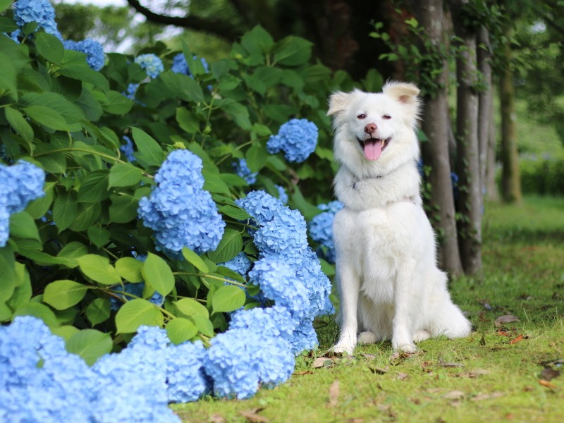 やんちゃでお調子者な一面があるCopain(moooさん提供)