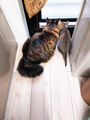 チータお兄ちゃんとすぐ仲良しに。顔をくっつけてお外観察(貫太くんのお母さん提供)