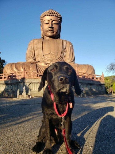 オフには観光へ。普段は普通の飼い犬となんら変わりはないそう