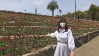 レオマリゾートで春の祭典 四国最大級…12万本のチューリップ咲き誇る 香川・丸亀市