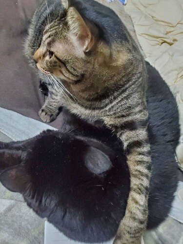 「イヌオは僕が守る」。はっぴーはこうして肩を組むのが得意