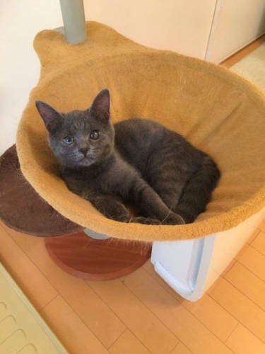 目も、とくに毛艶が良くなった(飼い主さん提供)