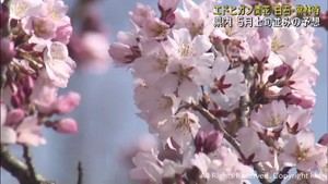 早咲きの桜が開花 宮城・白石市の常林寺 宮城県各地で気温が上がる
