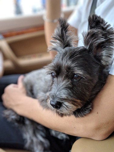 安定のキャンディ