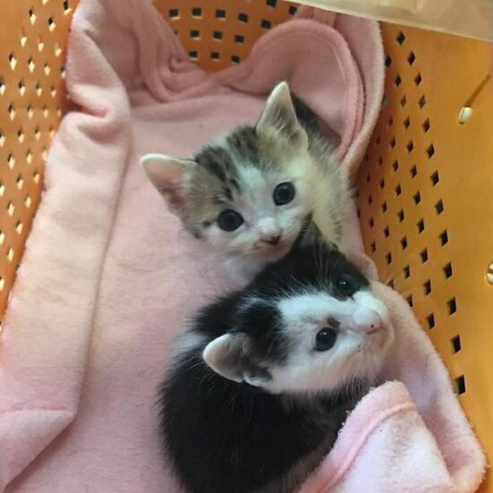 子猫時代のこまり(上)とどん。子猫をよく保護する人から引き取った(えり子さん提供)