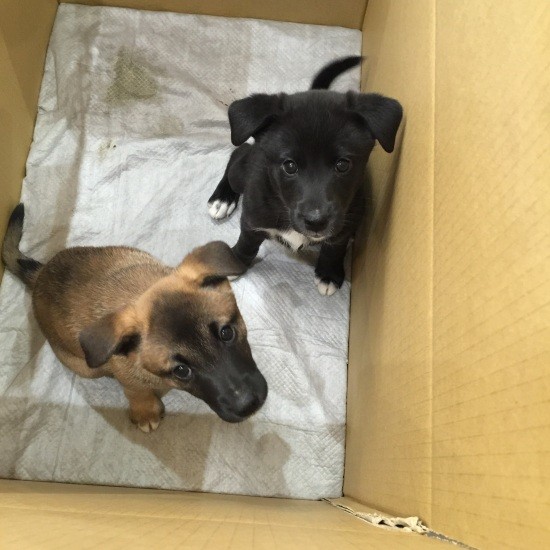 真面目一本「ドー」と「シャー」だけは、子犬の預かりボランティアでした