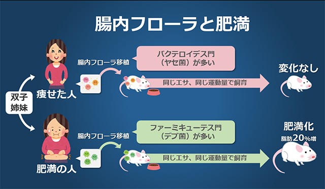 腸内フローラと肥満