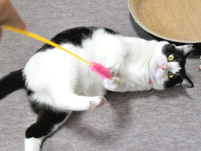 おもちゃで遊ぶオス猫「おにぎり」。人なつっこく、なでられるのも好き