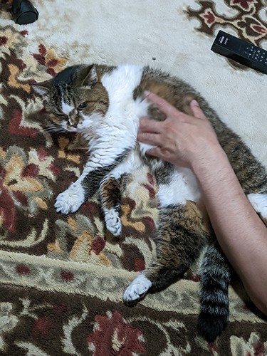 亡くなる3カ月前。ヨダレを垂らすくらいマッサージが大好きで、もう目も見えず耳も聞こえなかったが不自由なく過ごしていた。骨伝導なら聞こえるかな?と思い、景子さんは顔うずめてよく話しかけていたそう(景子さん提供)