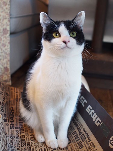 餓死寸前だったイヨは、ねこの間で元気はつらつ