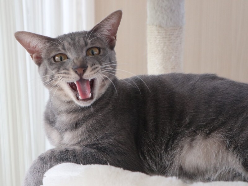 「おーい兄弟」