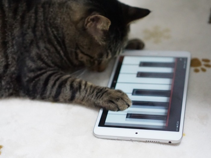 押すと猫の声が鳴るの?いかしてるぜ