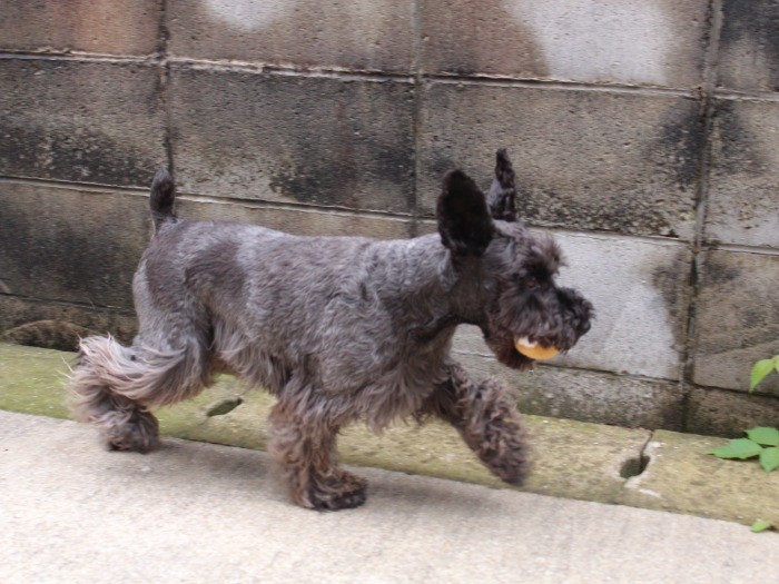 かけっこも得意だよ