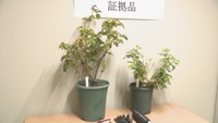 香川初 品種登録のバラを無許可で販売か 種苗法違反の疑いで女(70)を逮捕