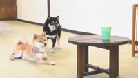 かわいい豆柴と触れ合えるカフェや愛犬家向けレストランも ゴールデンウィークに動物と一緒に楽しめるスポット 岡山・香川【ほっとマルシェ】