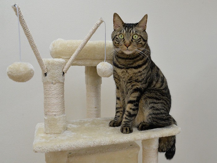 「大変な時も、“みんな”で乗り切りたいにゃ」(小林郁人撮影)