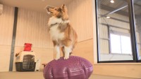 犬も元気に長生きを…犬の健康維持に特化した施設オープン 体幹トレーニングに泡のバスも 岡山・倉敷市